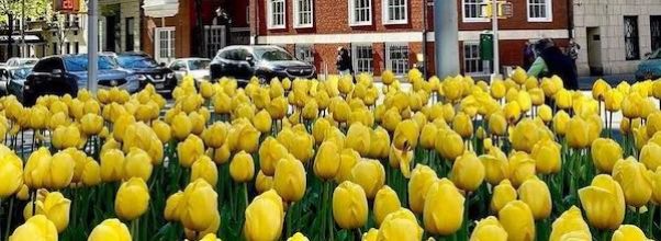 Park Avenue Tulip Dig Starts May 23