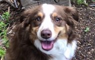 Dog Stolen from Upper East Side Apartment