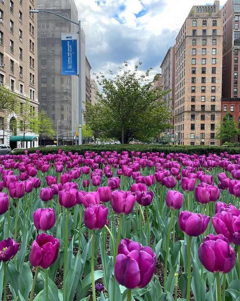 park avenue tulip dig 2023