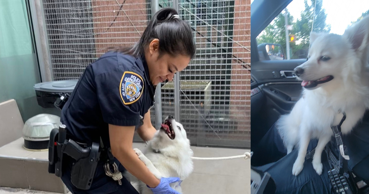 Cop Adopts Dog She Helped Save From Hot Car - East Side Feed