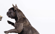 JustFoodForDogs Opens Upper East Side Kitchen