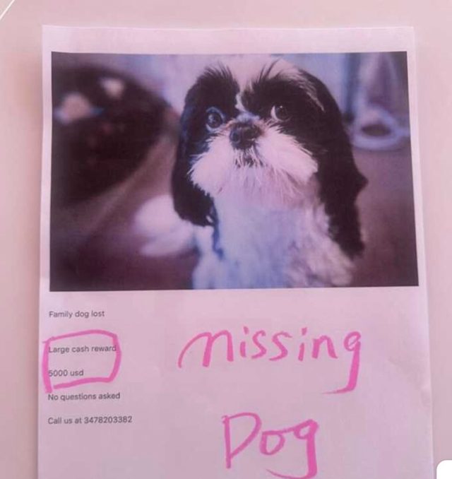 Upper East Side Family Offers $5,000 Reward for Return of Stolen Dog ...