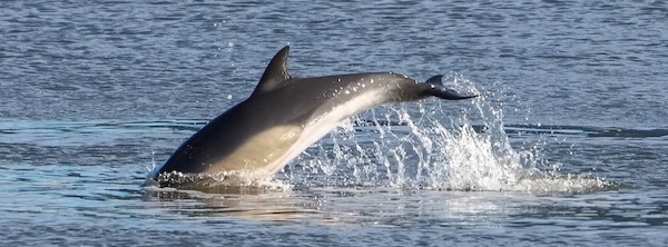 east-river-dolphin-sighting-