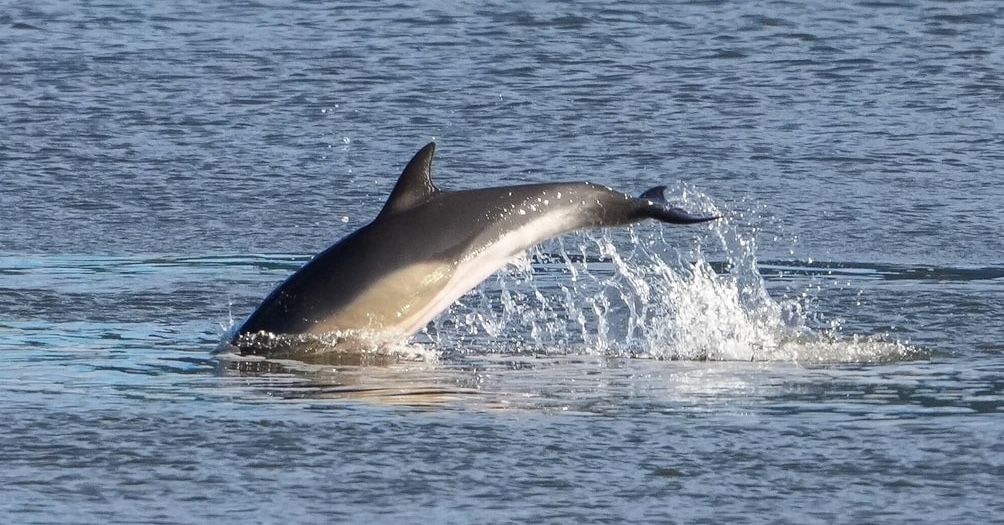 Two Dolphins Spotted in East River Near 96th Street - East