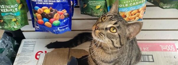 UES Pol Wants to Legalize Bodega Cats