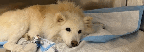Elderly Dog Abandoned in Central Park Inspires Outpouring of Support — and a $13K Vet Bill