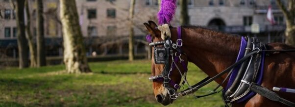 Central Park Conservancy Calls for Ban on Horse-Drawn Carriages
