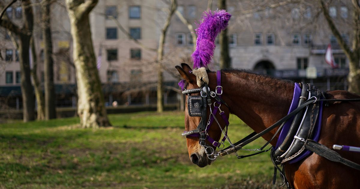 Central Park Conservancy Calls for Ban on Horse-Drawn Carriages