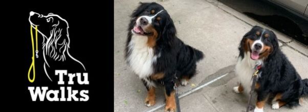 Meet the Dog-Walking Company That Overthinks Everything (On Purpose)