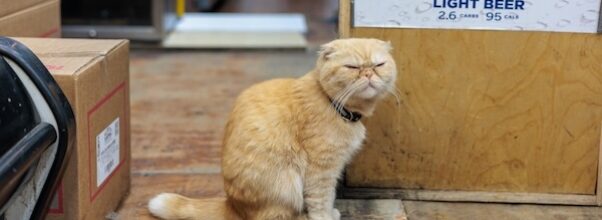 Six Upper East Side Bodega Cats Featured In New Book